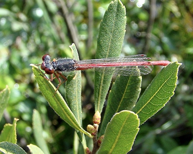 small red damselfly